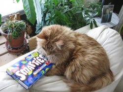 Giant Smarties Box Meets Giant Cat