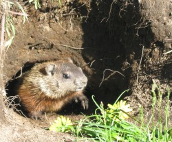 Groundhog accepting our offerings