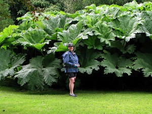 Giant Irish Zucchini Plant