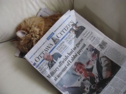 Duncan snoozes under the news