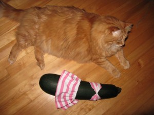 Giant Cat Meets Giant Zucchini