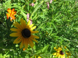 Brown-Eyed Susans remind me of my Opa