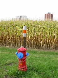 Urban cornfield on the way home from the hospital