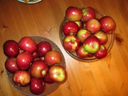 Ten pounds of Macintosh apples