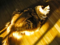 A sunbeam for Duncan