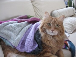 Duncan under the zoom blanket