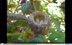 Lizard at the Hummingbird Nest