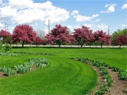 Crab Apple Trees