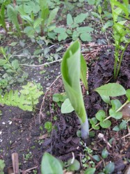 Jack in the Pulpit?