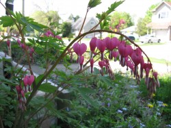 Bleeding Heart