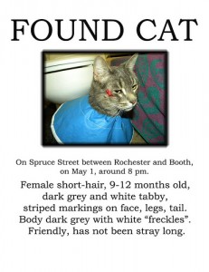 Found Cat