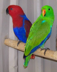 Female and male eclectus parrots