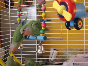weebirds1 Baby Birds
