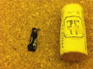 Yogurt insect with wine cork for scale