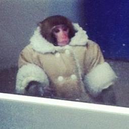 IKEA-MONKEY