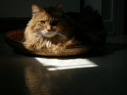 Duncan in a sunbeam